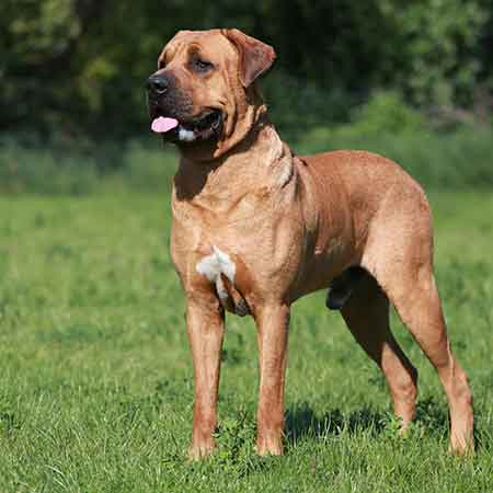 Tosa Inu debout, race japonaise imposante et calme