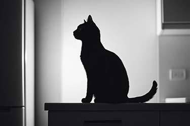 chat-la-nuit