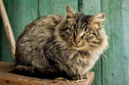 Chat Sibérien hypoallergénique au pelage long