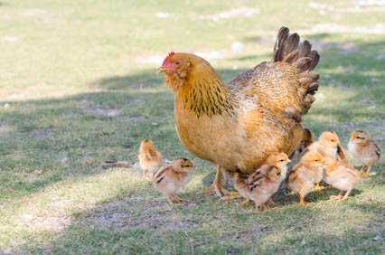 Annonces nac Poule - coq dans le Morbihan (56)