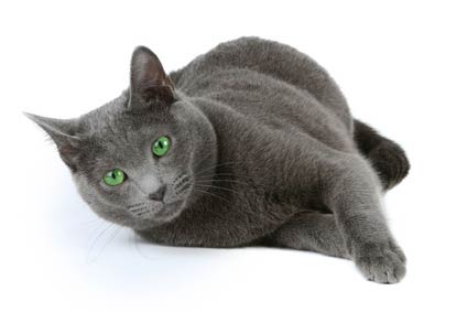 Chaton Russe A Vendre Annonces Chats De Race Vente Achat Bleu Russe