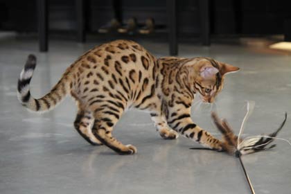 Bengal Chaton A Vendre Chat A Adopter Petites Annonces Vente Achat