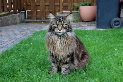 Maine Coon Chaton A Vendre Chat A Adopter Annonce Main Prix