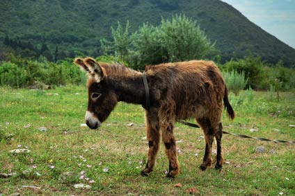 Âne à vendre, acheter un ânon, une ânesse, annonces, adoption saillie