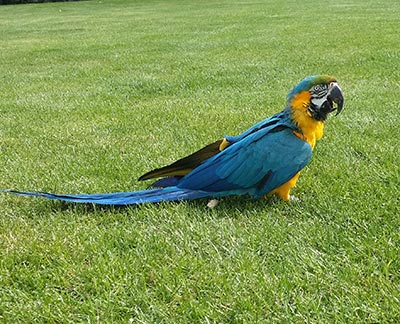 Ara A Vendre Perroquet Achat Vente Adoption Annonce Prix