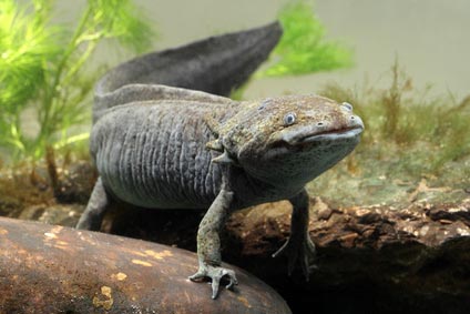 Axolotl A Vendre Son Prix Achat Don Adoption Annonces Animaux