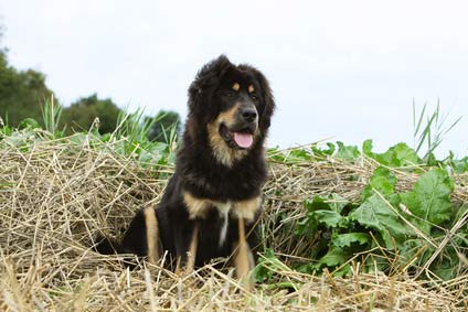 Dogue Du Tibet