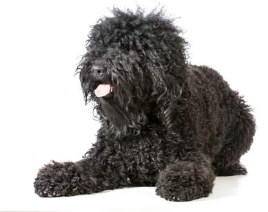 chiens