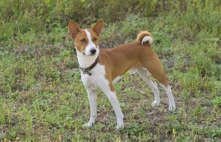 Basenji