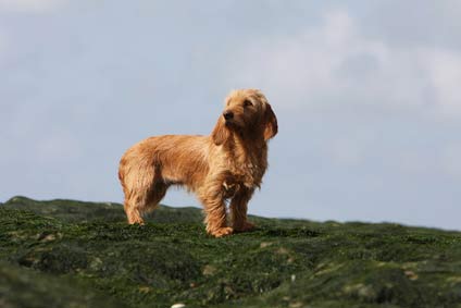 Basset Fauve De Bretagne