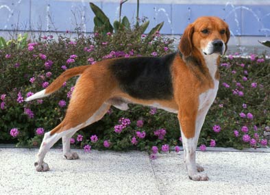 Beagle Harrier