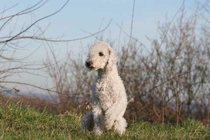 chiens