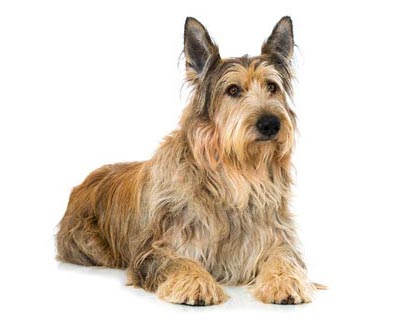 chiens