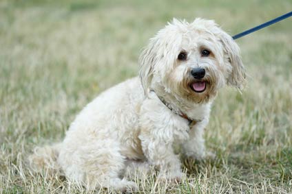Bichon Bolonais