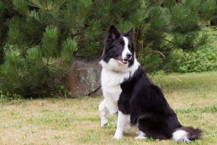 Annonces De Chiens Et Chiots Border Collie En Corr ze 19 