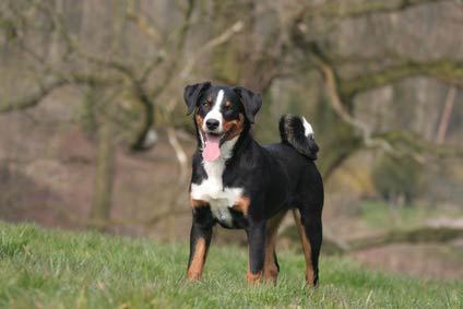 Bouvier De l'Appenzell