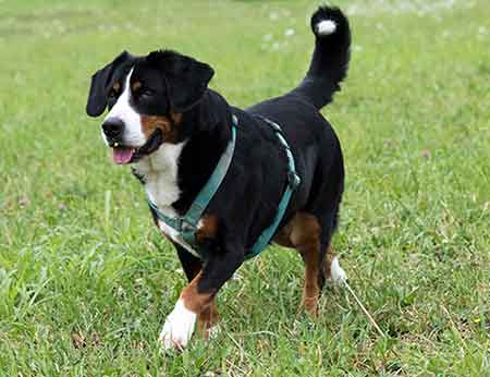 Bouvier De l'Entlebuch