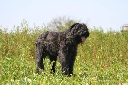 Bouvier Des Flandres