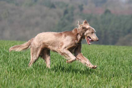 chiens