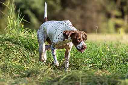 Braque Français Type Pyrenees
