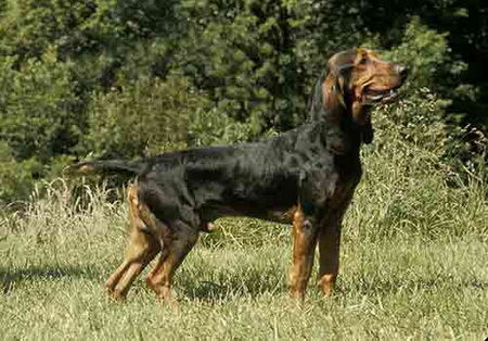 Bruno St Hubert Francais