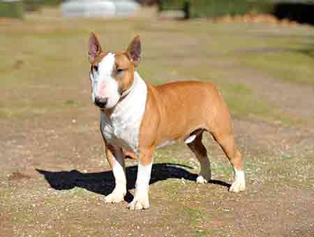 Bull Terrier Miniature
