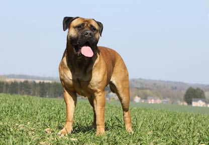 Bullmastiff