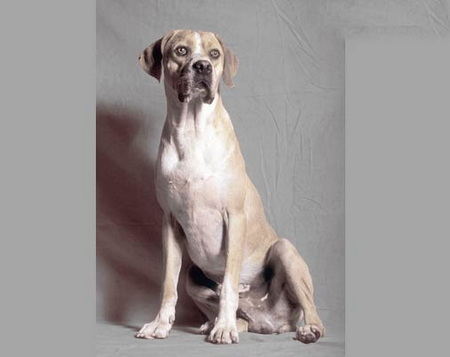 Chien d'arret Portugais