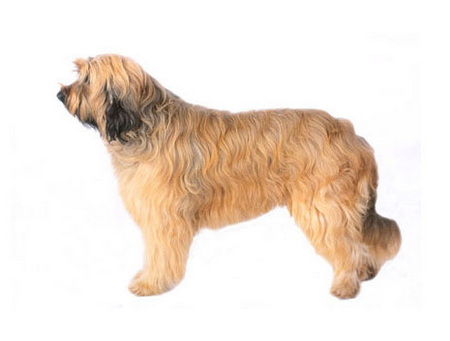 Chien De Berger Catalan
