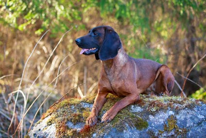 Chien De Rouge De Baviere