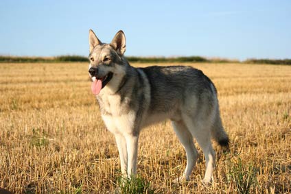 Chien Loup De Saarloos