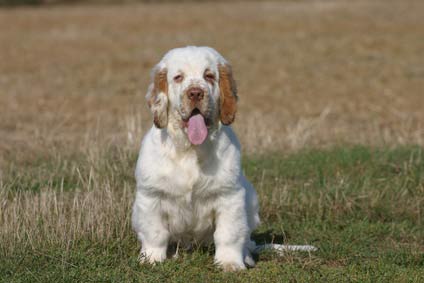 Clumber Spaniel