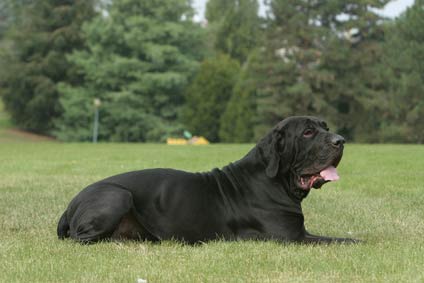 chiens