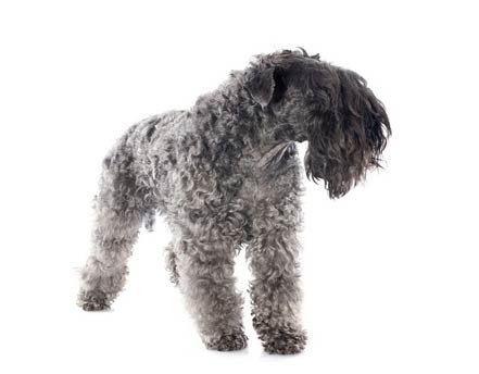 chiens