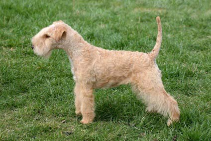 Lakeland Terrier