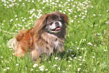 Epagneul Pekinois