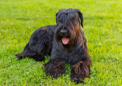 Schnauzer Geant