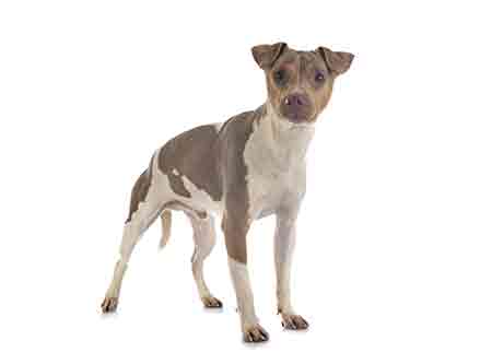 Terrier Bresilien