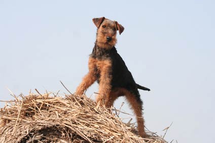 Welsh Terrier