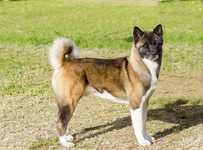 Akita Americain Chiot A Vendre Chien A Adopter Annonce Prix Saillie