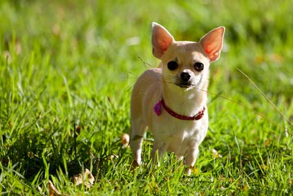 Chihuahua Chiot A Vendre Chien Chiwawa A Adopter Annonce Prix