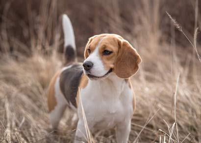 Beagle Chiot A Vendre Chien A Adopter Annonce Prix Saillie