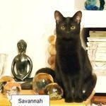savannah, femelle née mi-juin