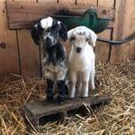 bébés chèvres à adopter