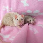 rats domestiques mère et fille très sociabilisées