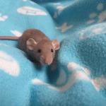bébés rats domestiques très sociabilisés