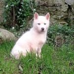 chiot husky sibérien blanc pur yeux bleus non lof
