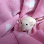 bébés rats domestiques très sociabilisés