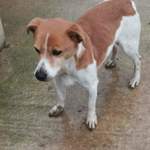 lucky : jack russel