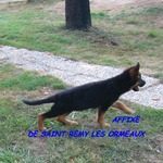 chiots berger allemand lof poil courts.